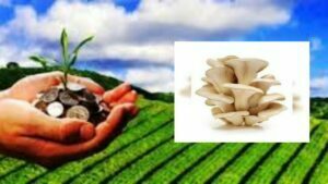 Mushroom Farming business idea